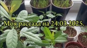 Обзор рассады на 24.03.2025.