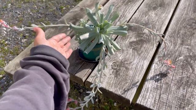 Cactus and Succulent Flowers of the day | Oct2021 Blooms | Cacti and Succulents Collection смотреть онлайн