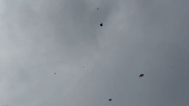 голуби серпастые молодежь смотреть онлайн