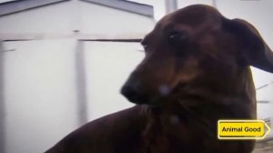 Люди бросили собаку в клетку со львом, а дальше произошло что-то шокирующее!