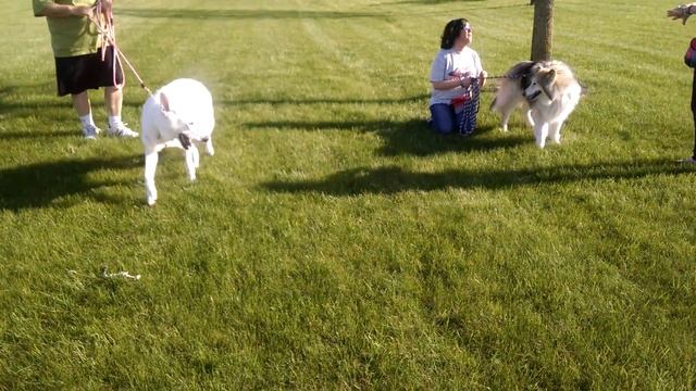 5/6/16: Tara and Azula session 1 take 1 смотреть онлайн