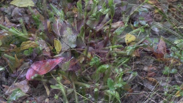 How To Prune Hellebores (The Lenton Rose) - Basic Care Techniques смотреть онлайн