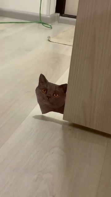 Пранк над котиками #пранк#кошки#коты смотреть онлайн