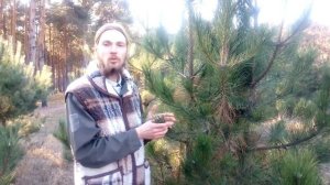 Ёлочка или планшет?