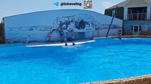 Дельфинарий  Удивительное путешествие в мир дельфинов