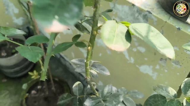 बरसात में पौधो में होने वाली समस्याओं से छुटकारा कैसे पाएं | Monsoon Plant Care смотреть онлайн