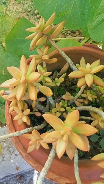 Sedum nussbaumerianum смотреть онлайн