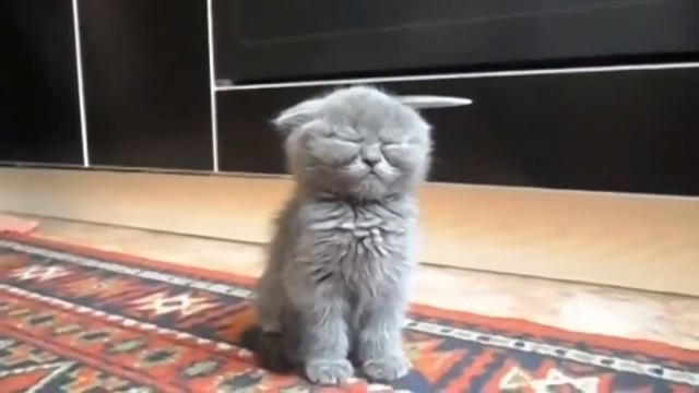 Милые и трогательные котята[альбом 1]