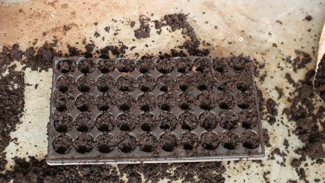 Redécouvrez les Secrets de Grand-Père ! Les Astuces Oubliées pour le Semis de Rhubarbe! смотреть онлайн