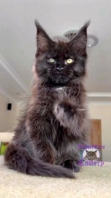 Black panther look of TasselEars Yazmin #catsofinstagram #mainecoon #catsoftiktok #kitten #cutecat смотреть онлайн