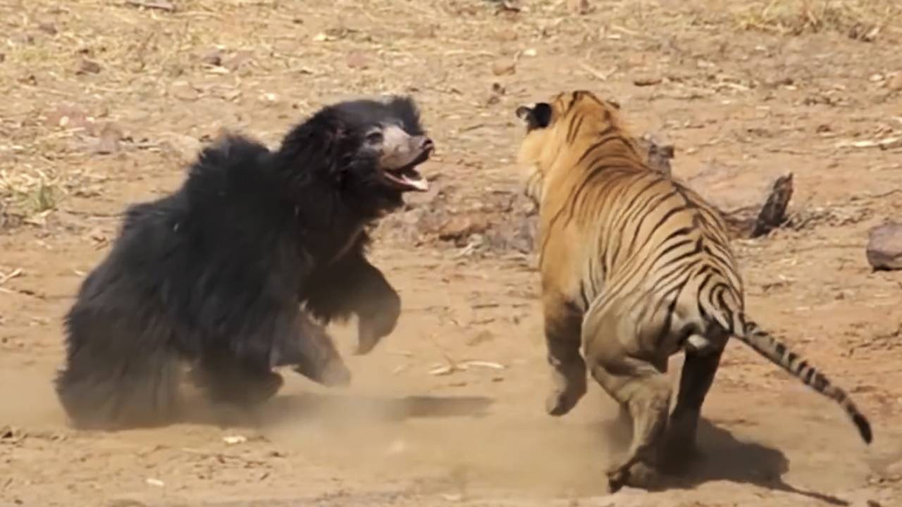 Губач – вспыльчивый охотник на термитов! Бесстрашный, сильный и выносливый медведь. смотреть онлайн