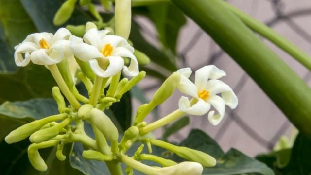 Incredible Benefits of Papaya Leaf Juice