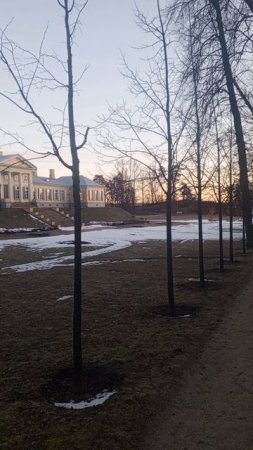 Косули возле усадьбы парка Монрепо.