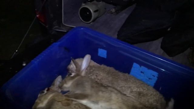 Air Arms + Daystate + NiteSite V's Rabbits смотреть онлайн