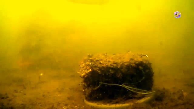 Макушатник. Съемка под водой на озере. Снасть для карпа, сазана