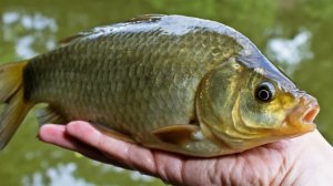 ЖОР КАРАСЯ ВЕСНОЙ. ЛОВЛЯ КАРАСЯ НА ДОНКИ. ЛУЧШАЯ ПРИКОРМКА НА КАРАСЯ ГОРОХ. ТРОФЕЙНАЯ РЫБАЛКА.