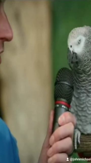 PARROT SINGS BLUE BIRD FROM NARUTO смотреть онлайн
