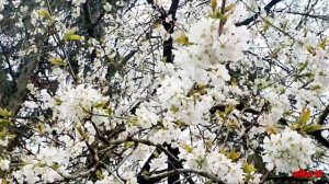 🍒 Белоснежная снежная вишня 🍒