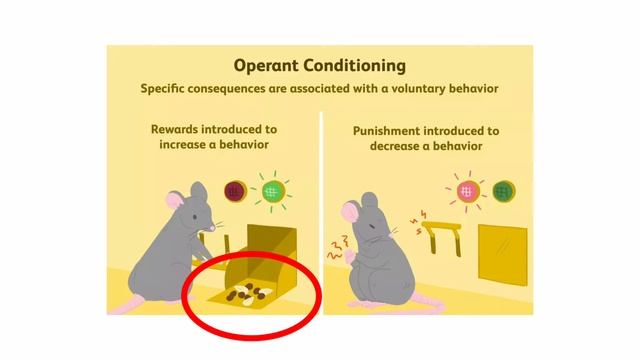 সক্রিয় অনুবর্তন, অপারেন্ট কন্ডিশনিং, স্কিনার, operant conditioning, skinner смотреть онлайн