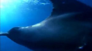 Дельфинёнок