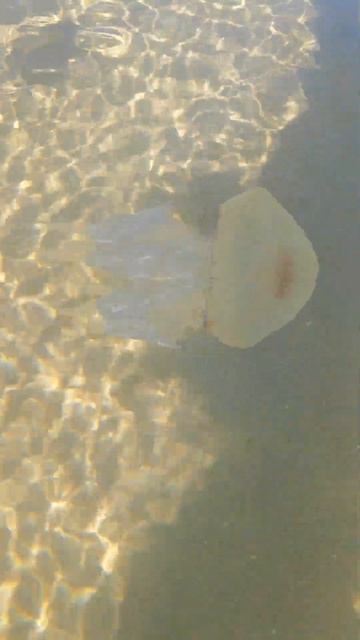 Медуза и друзья смотреть онлайн