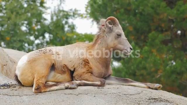 ROCKY MOUNTAIN BIGHORN SHEEP HE SITS ON THE ROCKY GROUND ON A BACKGROUND OF GREEN TREES BEGODH JGL смотреть онлайн