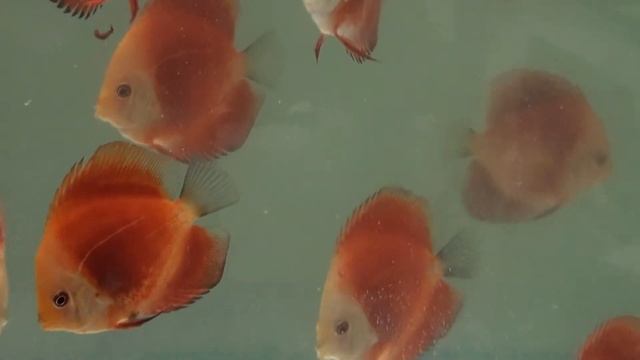 Red Melons at Wattley Discus смотреть онлайн