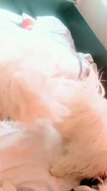 Обычное утро обычных королевских собак Мадагаскара 👹🐾#shorts #freefire #reelsinstagram #dogs смотреть онлайн