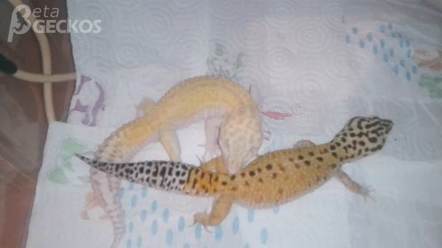 Betageckos - RAPTOR giant and Hypo het tremper смотреть онлайн