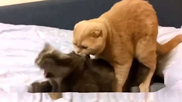 кот любит кошку