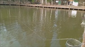 Работают блёсны с изумрудными цветами. Клёвое место, Лосиный остров, спорт-зона.