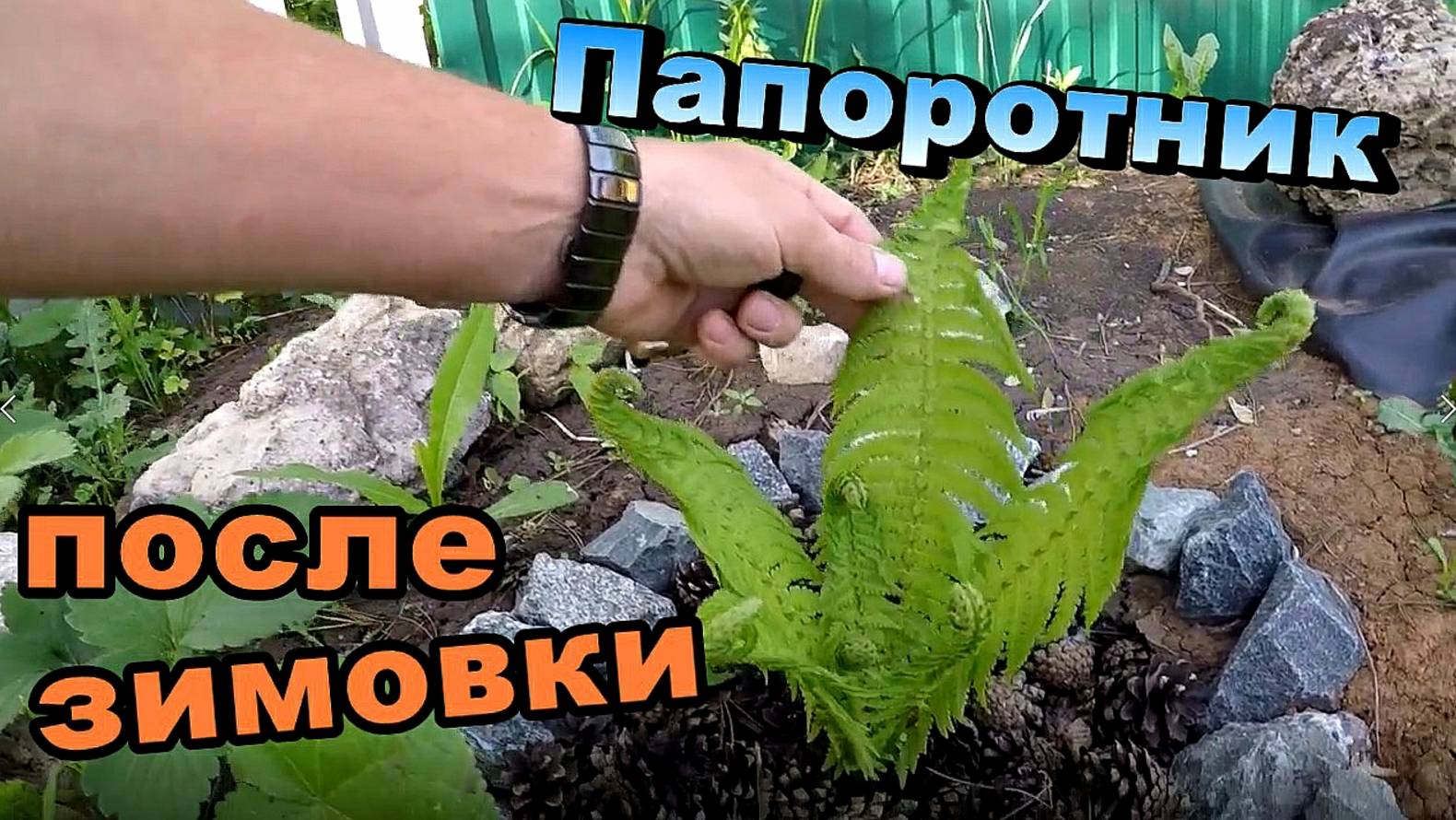 Папоротник после зимовки \ Прудочист средство для очистки воды в пруду (Май 2018) смотреть онлайн