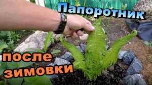 Папоротник после зимовки \ Прудочист средство для очистки воды в пруду (Май 2018)