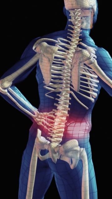 Почему у животных нет варикоза?