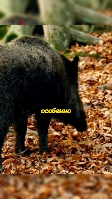 Семейство кабанов🐗 #животные #природа смотреть онлайн
