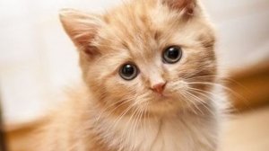 милое видео с котиками