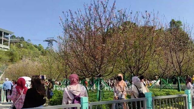 Tung Chung Seaside Beautiful Place Relaxing | Cherry Blossom смотреть онлайн