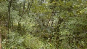 In the Forest (music)