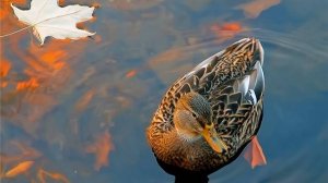 Весенняя охота на селезня. Вечерняя зорька