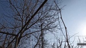 Молодой куст винограда Аркадия, обрезка на арку весной.