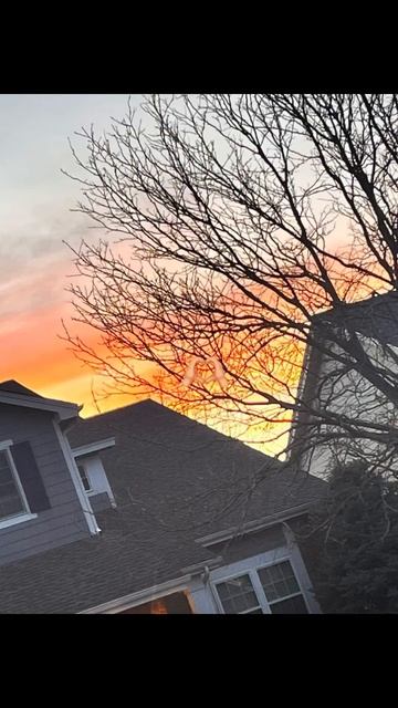 💖dogs or cats 💖 смотреть онлайн