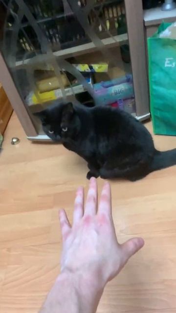 Собака ревнует😂😊😌 #ревность#собаки#котики#мило#спор#рек #shorts смотреть онлайн