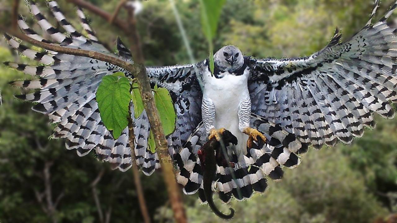 Южноамериканская ГАРПИЯ — гроза ленивцев и обезьян, огромный и сильный хищник! смотреть онлайн