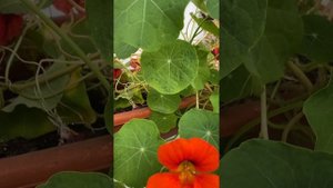 Настурцию стоит осенью сохранять. Знаете почему?