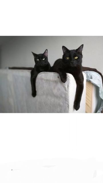 CrutpCet and Kitty Lucifer