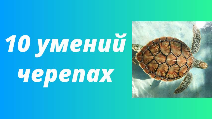 10 умений красноухих черепах - что умеют красноухие черепахи