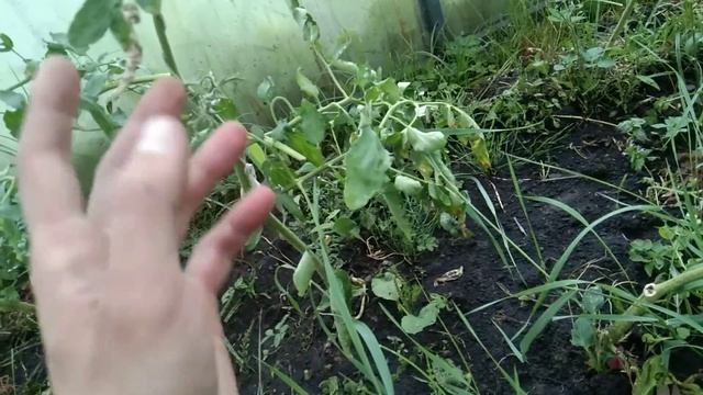 Выращиваю куст томата из пасынка смотреть онлайн