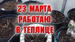 23 марта. Работаю в теплице