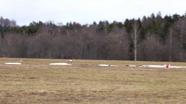 ISTORIYA LUBVI SUPREME LOVE (к) и КЕТЛИН РУТГЕР (б) 4К ЧРКФ по курсингу. 16-17 апреля 2022. смотреть онлайн