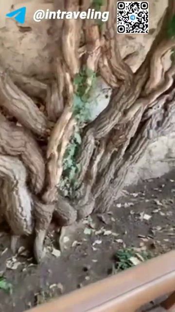 Гигантский плющь в гореме смотреть онлайн